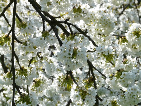 blossoms on a tree