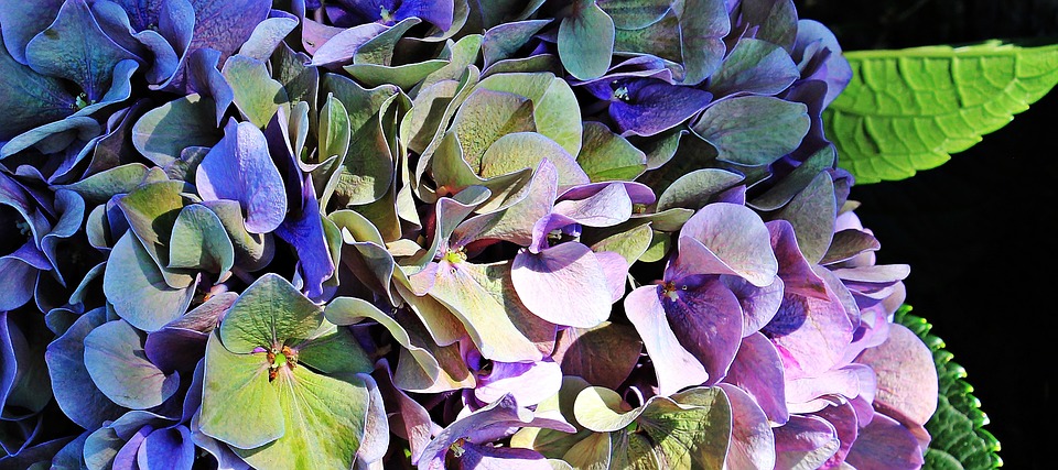 hydrangea multi colour arrangement