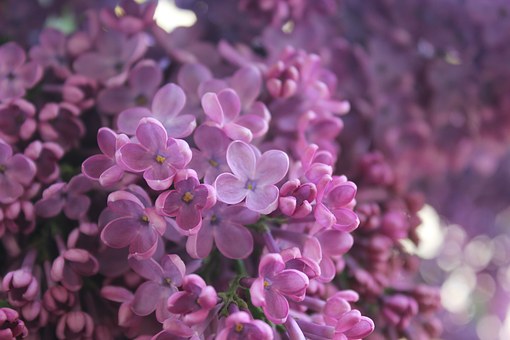 Lilac branches