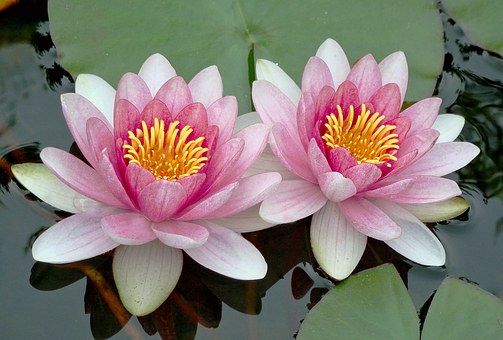 two pink water lilies
